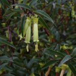 Correa baeuerlenii - Australian Native Plant