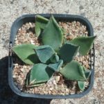 Agave Flat Foot