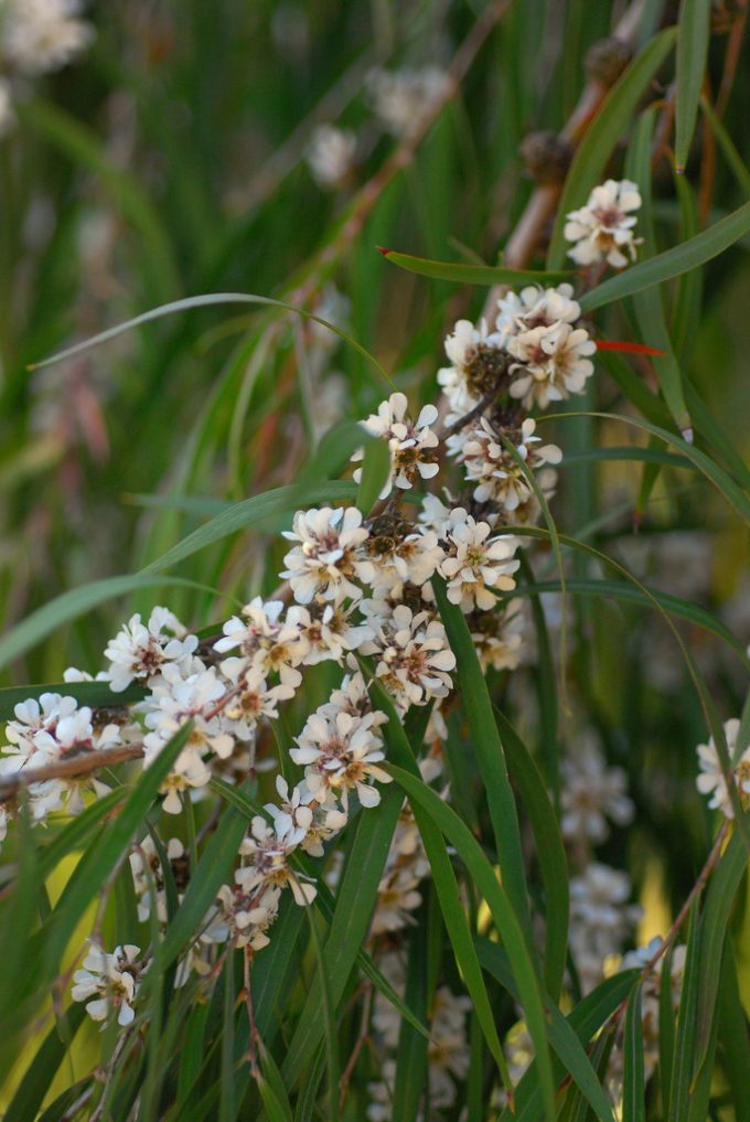 Agonis flexuosa Australian Native Plant