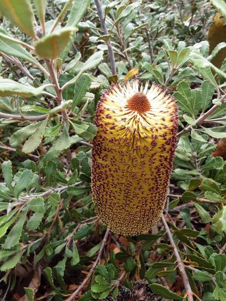 Banksia media dwarf Australian native plant