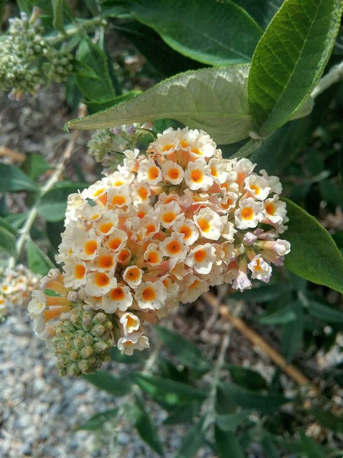 Buddleia x weyeriana - Perennial Plant