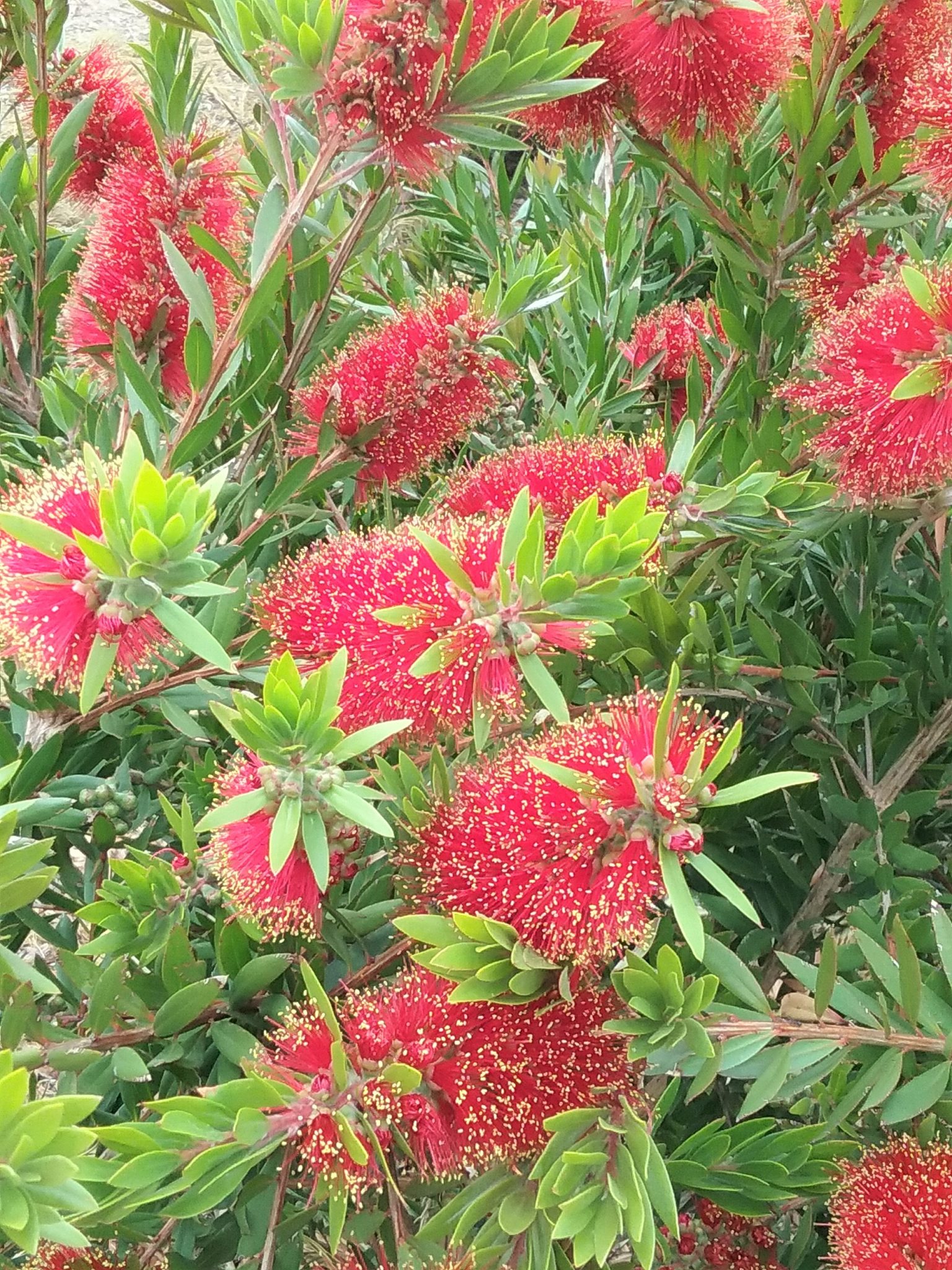 Callistemon Sp Hinchinbrook In 68mm Super Tube – Trigg Plants