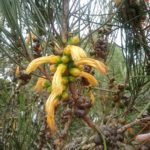 Calothamnus chrysanthera - Australian Native Plant