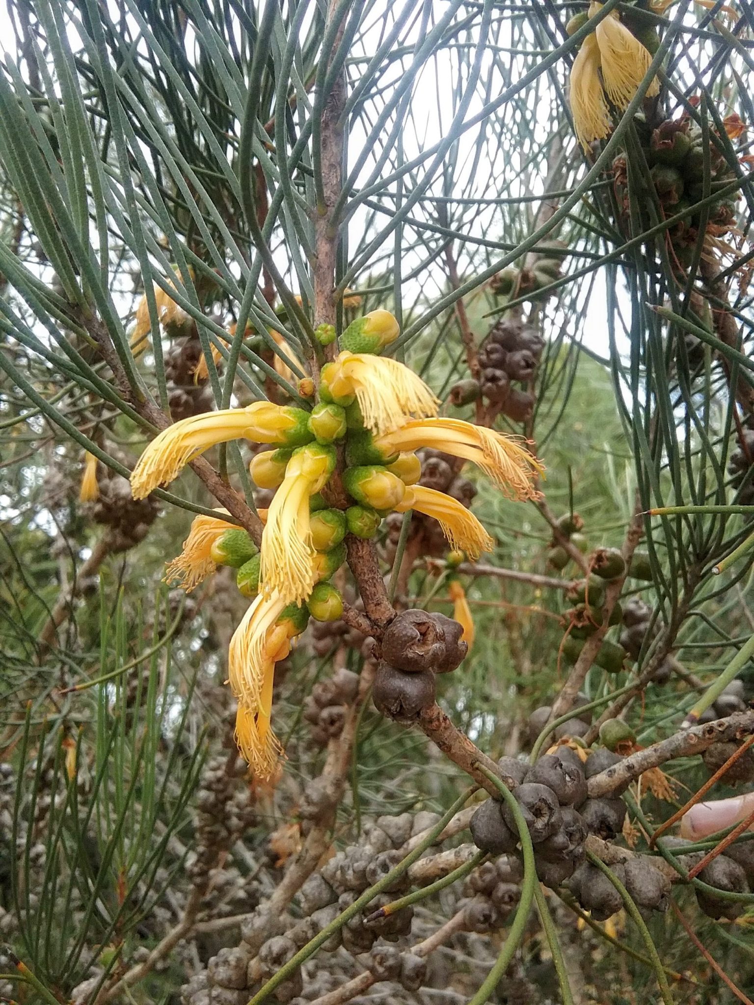 Calothamnus chrysanthereus yellow in 50mm Forestry Tube – Trigg Plants