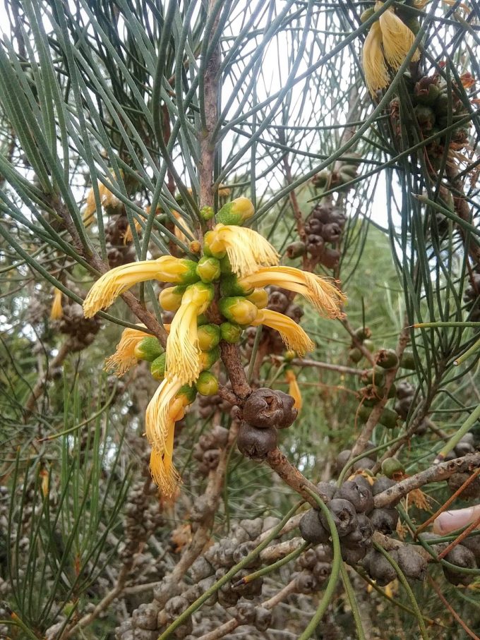 Calothamnus chrysanthera - Australian Native Plant