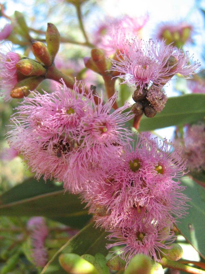 Eucalyptus albopurpurea in 125mm Pot – Trigg Plants