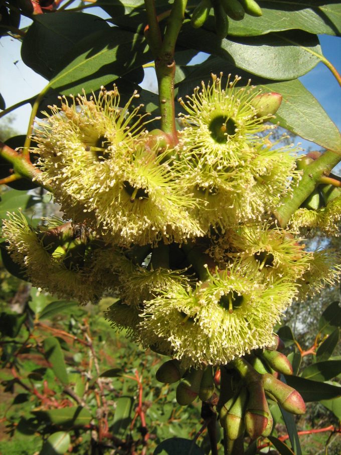 Eucalyptus grossa 30 seeds