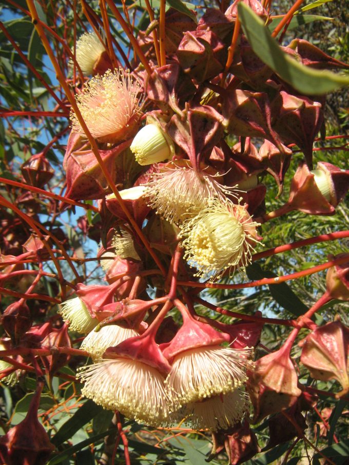 Eucalyptus kingsmillii - Australian Native Tree