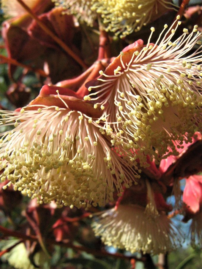 Eucalyptus kingsmillii - Australian Native Tree