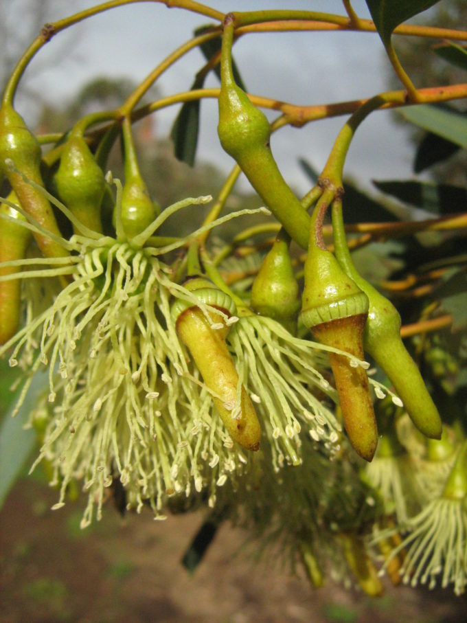 Eucalyptus sporadica ( gum tree) in 50mm Forestry Tube ...