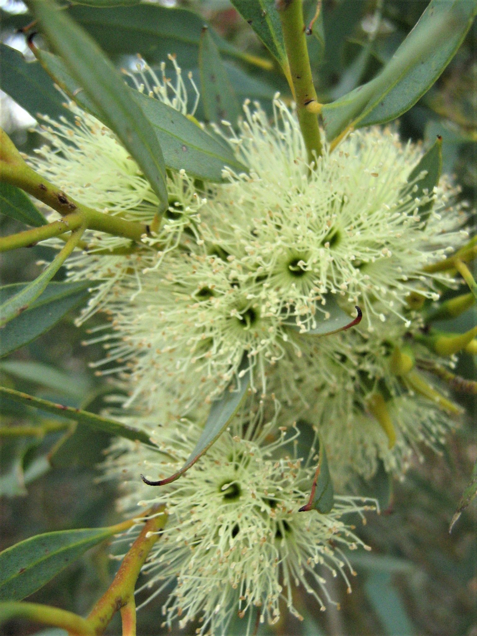 Eucalyptus xanthonema (Gum Tree) in 50mm Forestry Tube – Trigg Plants