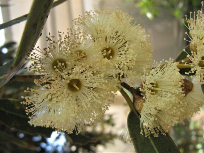 Eucalyptus yalatensis - Australian Native Tree