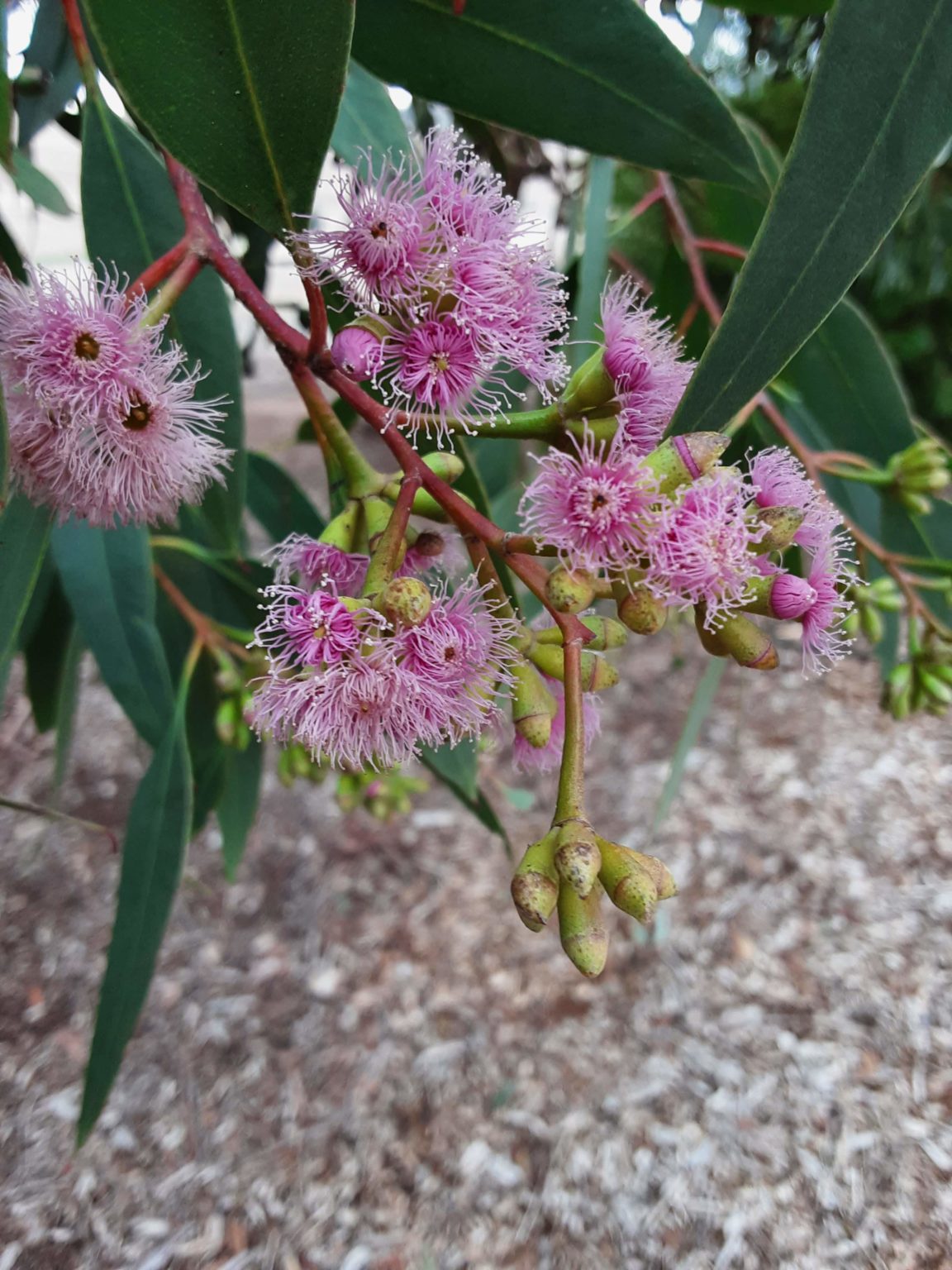 Eucalyptus albopurpurea in 125mm Pot Trigg Plants