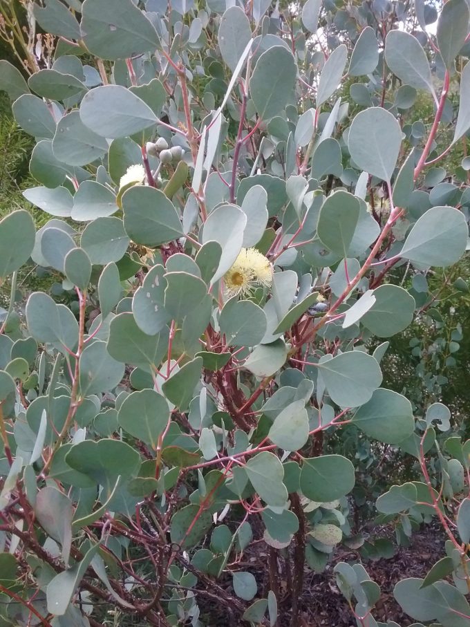 Eucalyptus orbifolia - Australian Native Plant