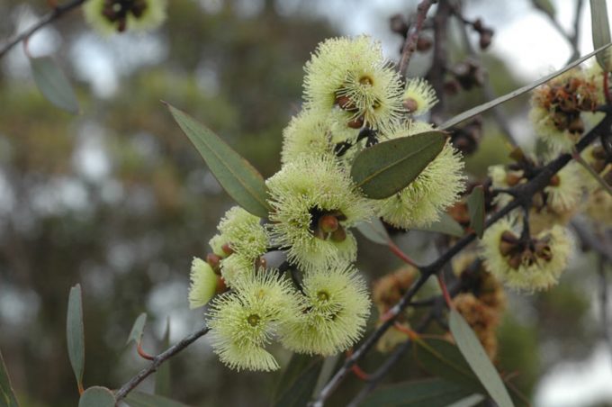 Eucalyptus desmondensis - Australian Native Plant