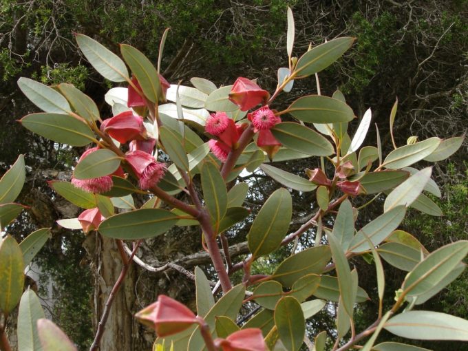 Eucalyptus tetraptera - Australian Native Plant