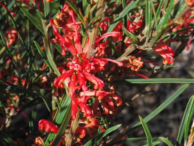 Grevillea Poorinda Firebird - Australian Native Plant