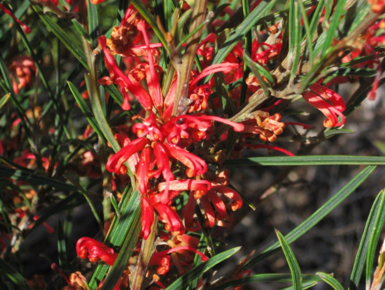 Grevillea Poorinda Firebird In 50mm Forestry Tube Trigg Plants