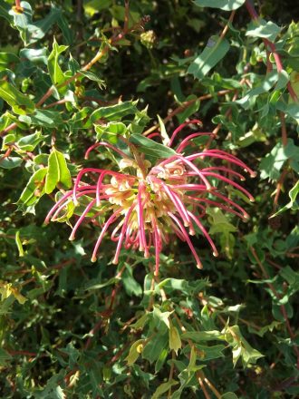 Grevillea maccutcheonii - Australian Native Plant