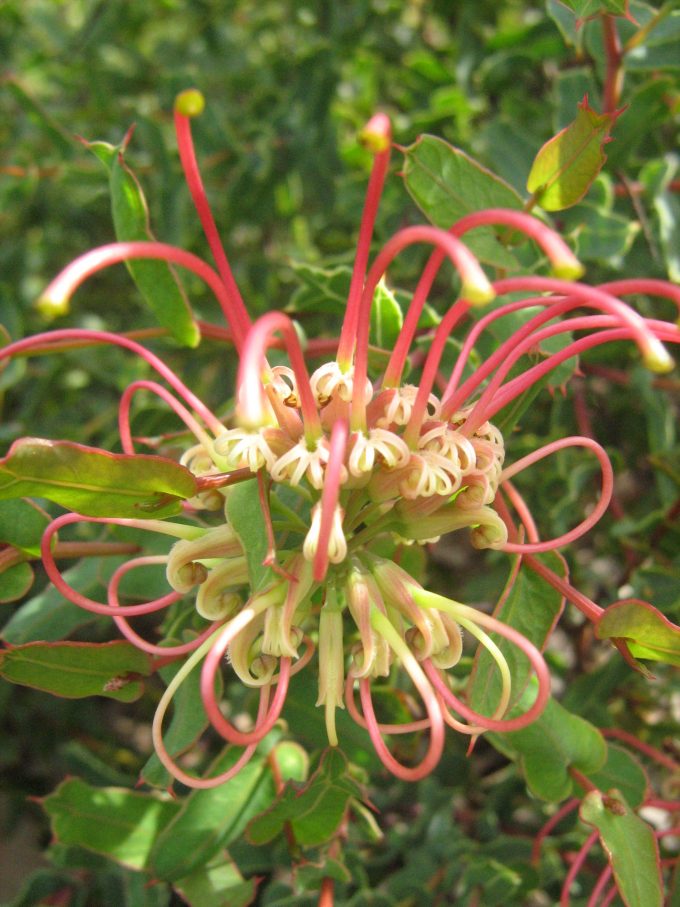 Grevillea maccutcheonii - Australian Native Plant