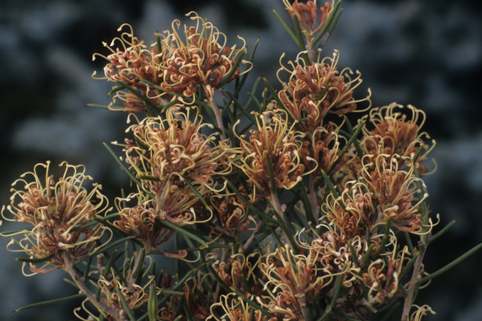 Hakea circumulata - Australian Native Plant