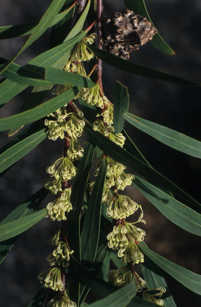 Hakea salicifolia - Australian Native Plant
