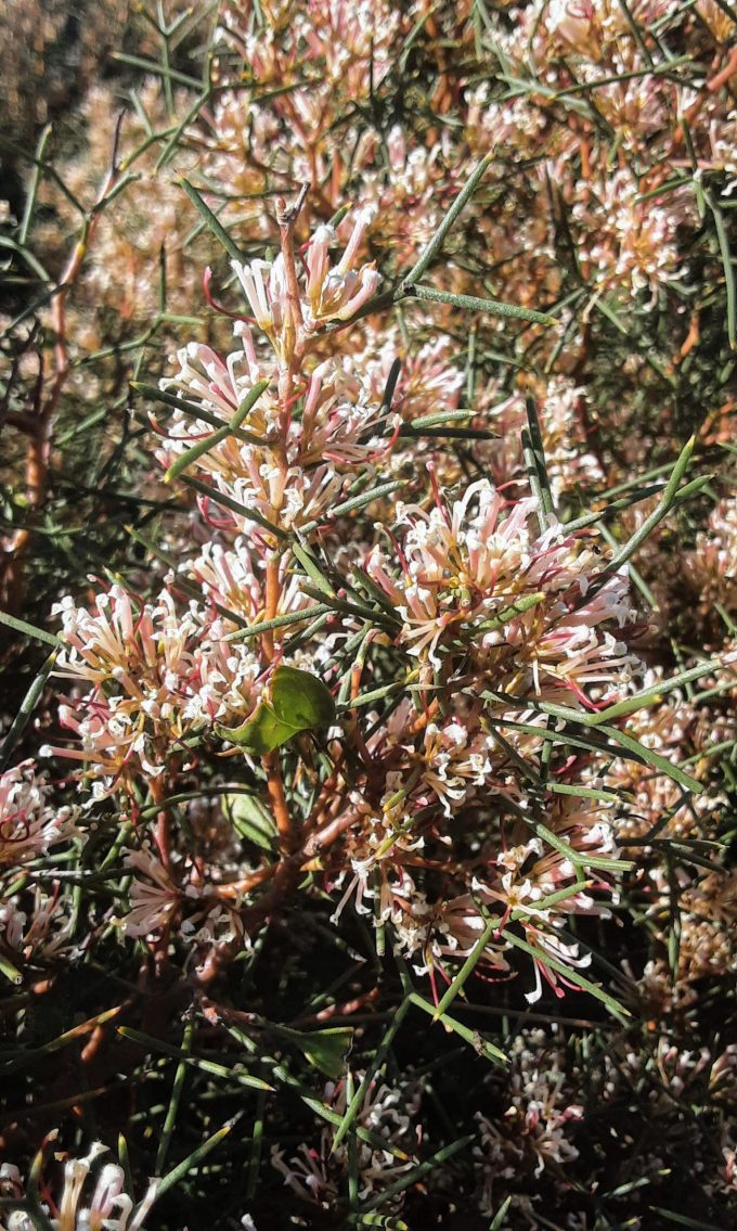 Hakea trifuricata Australian native plant
