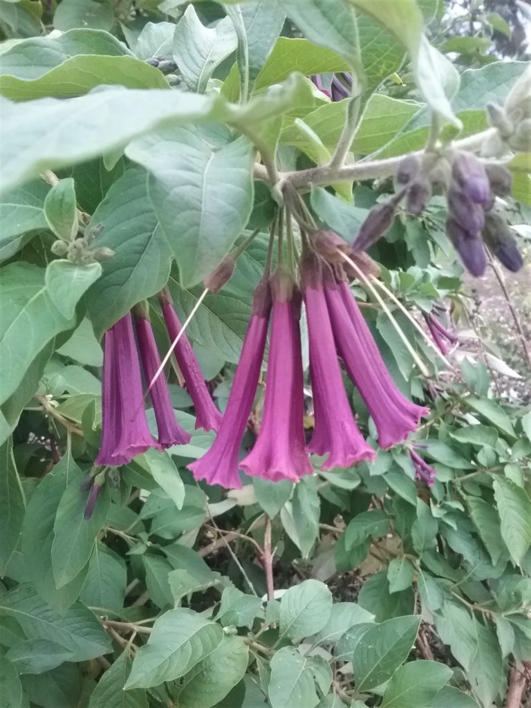 Iochroma cyaneum - Perennial Plant
