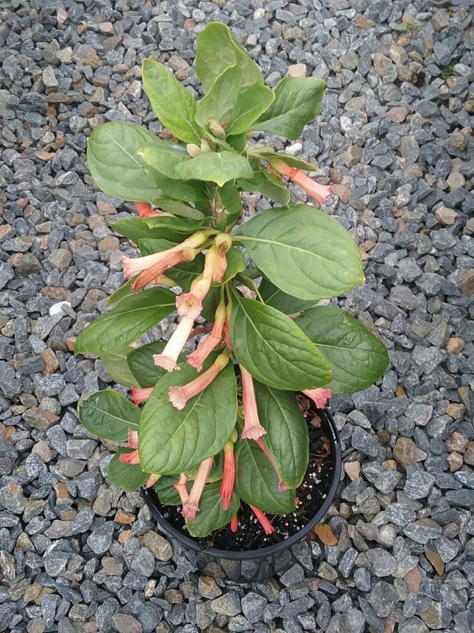 Iochroma fuchsioides - Perennial Plant