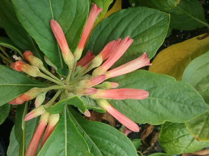 Iochroma fuchsioides - Perennial Plant