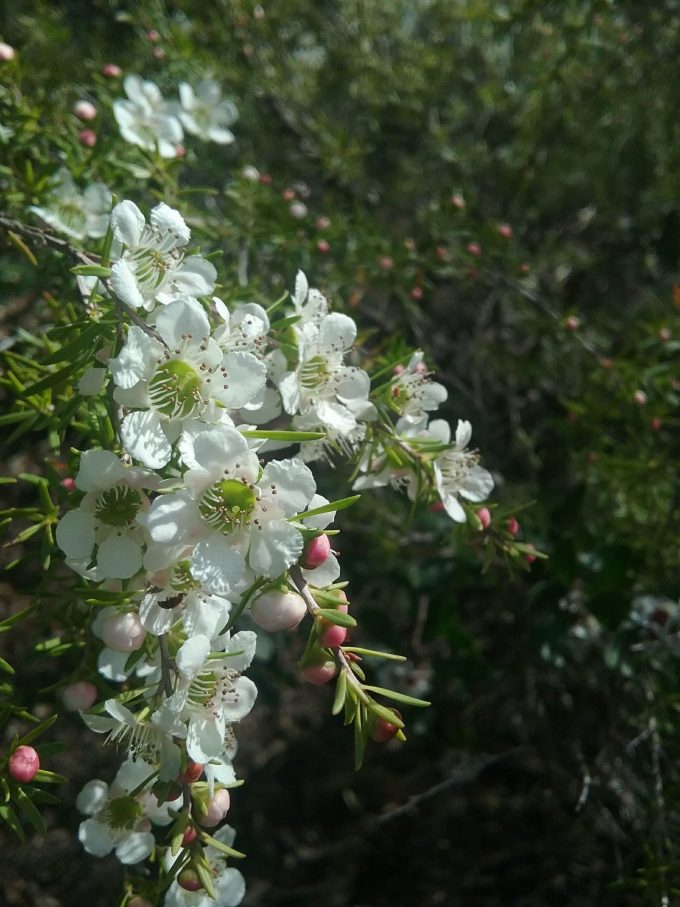 leptospermum polygalifolium - Australian Native Plant