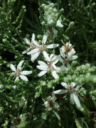 Olearia lepidophylla in 50mm Forestry Tube