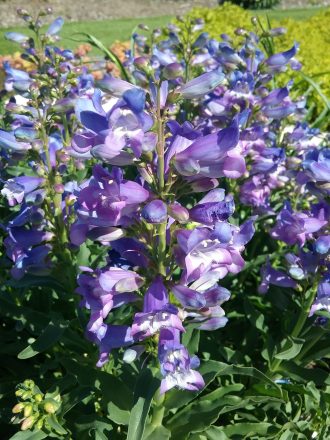 Penstemon Catherine De La Mare in 50mm Forestry Tube