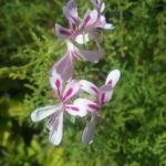 pelargonium filicifolium - Perennial Plant