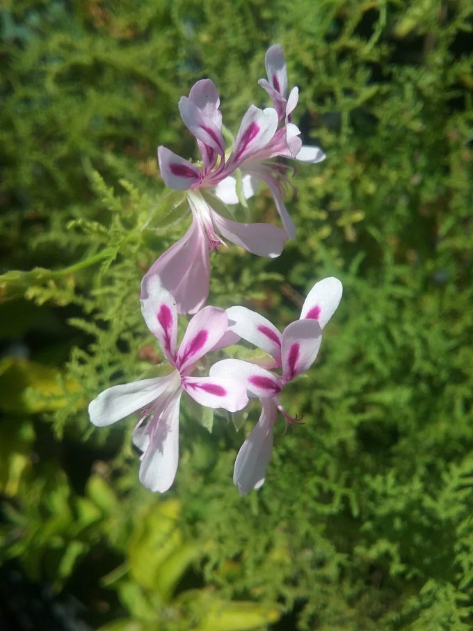 pelargonium filicifolium - Perennial Plant