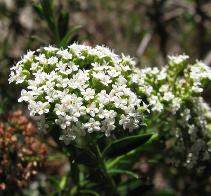 Platysace lanceolata dwarf - Australian Native Plant