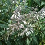 Salvia Waverly - Perennial Plant