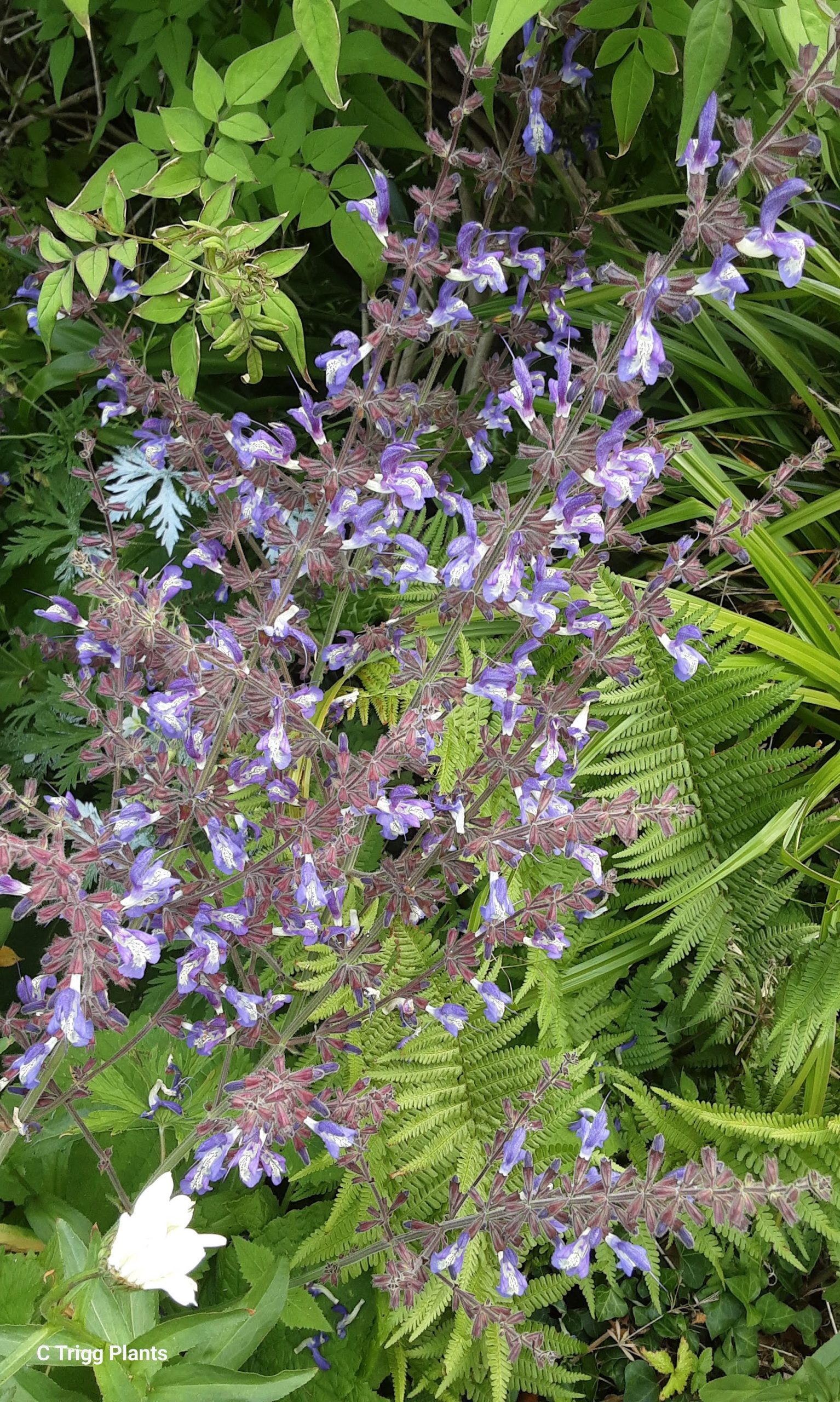 Salvia forsskaolei perennial plant