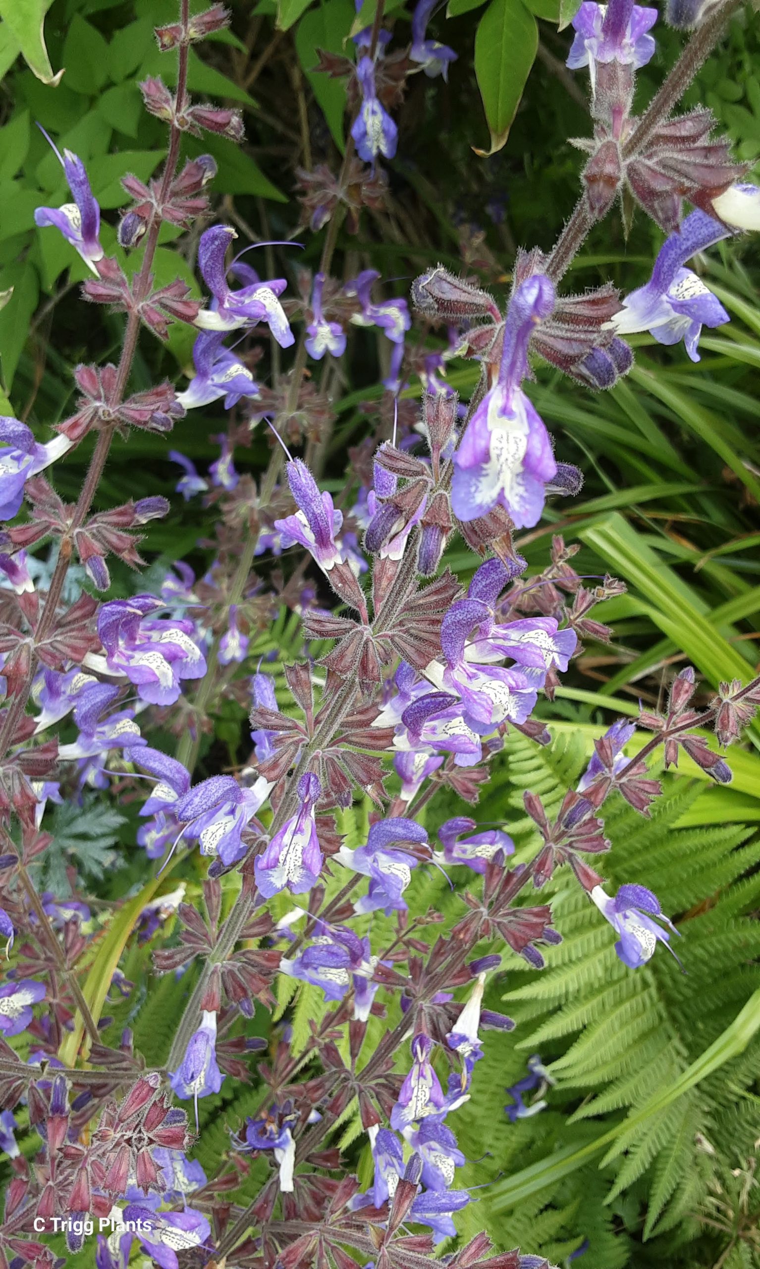 Salvia forsskaolei perennial plant