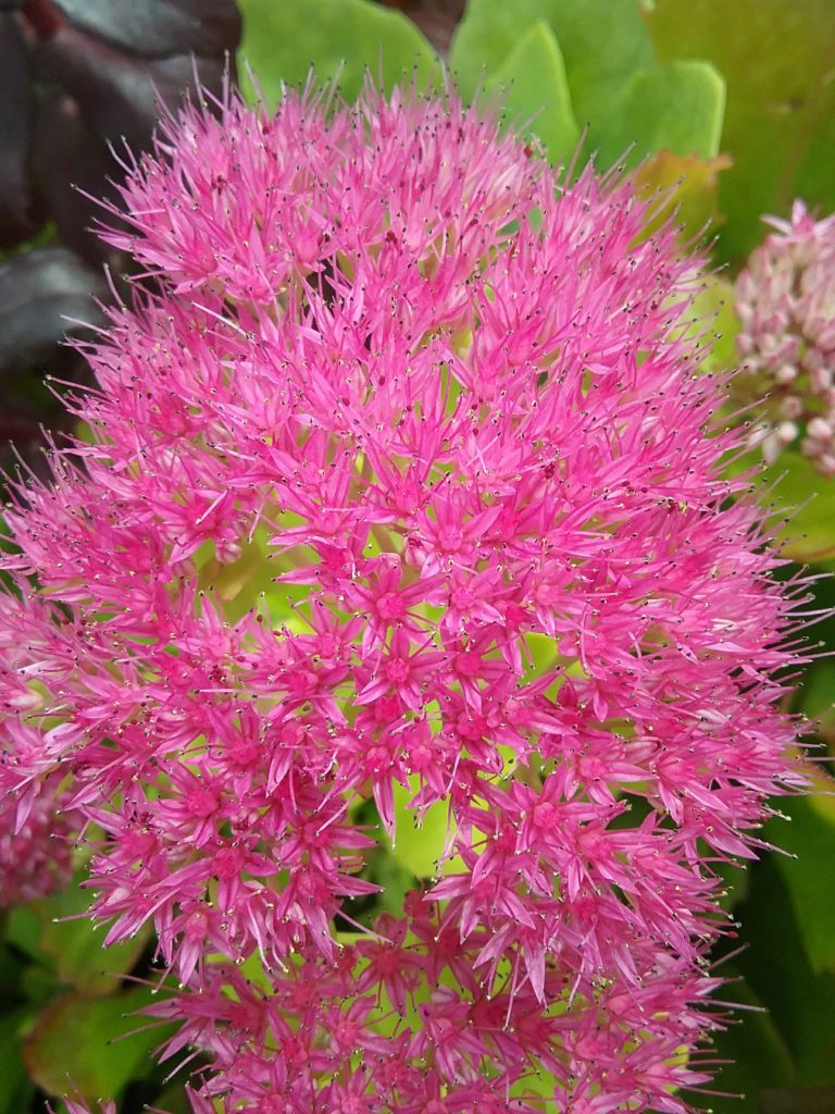 Sedum Brilliant