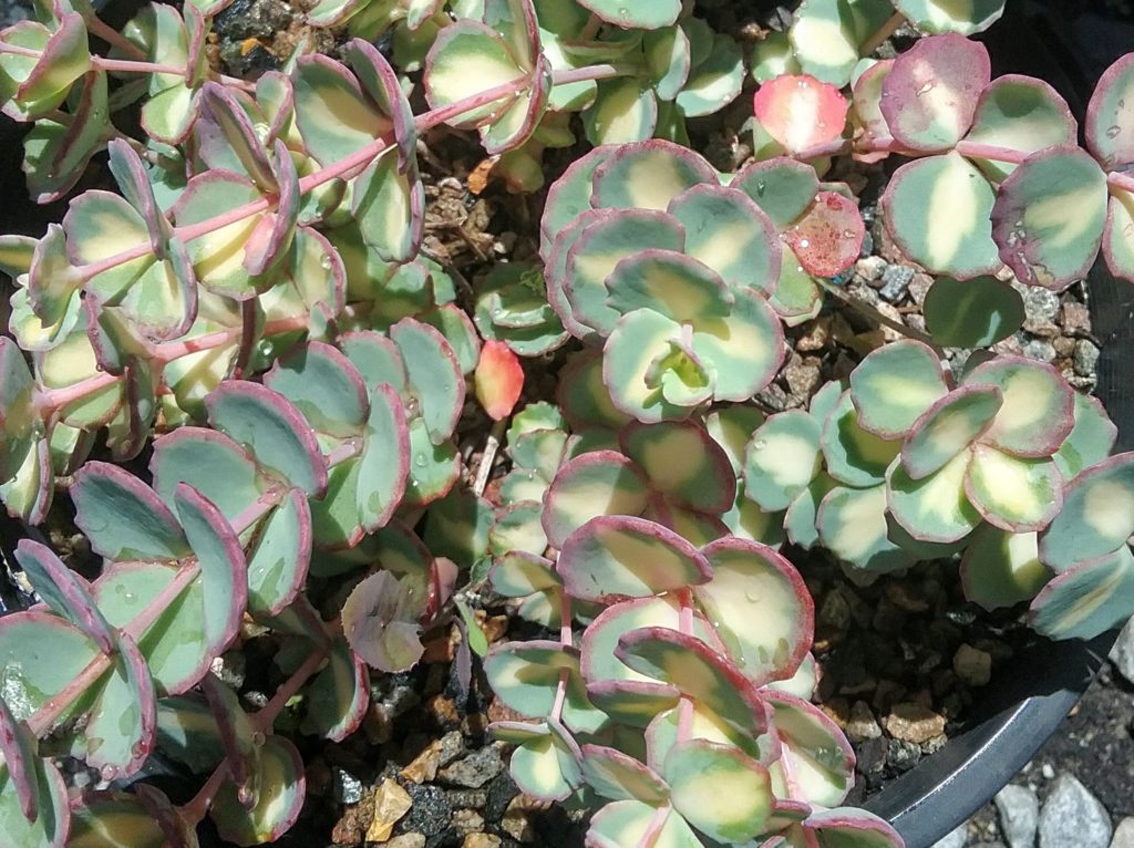 Sedum Sieboldii Variegated (bare Rooted) – Trigg Plants