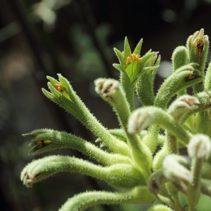 Anigozanthos flavidus green - Australian Native Plant