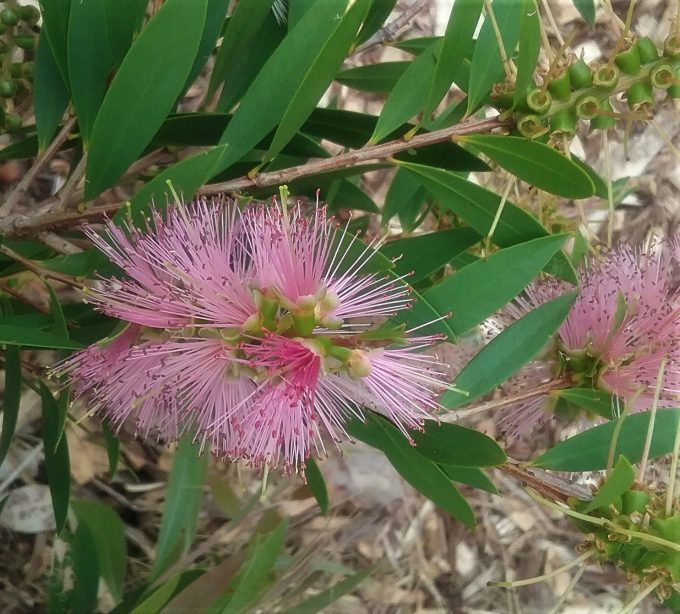 Callistemon Demesne Prestige Pink - Australian Native Plant