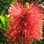 Callistemon sp Hinchinbrook - Australian Native Plant