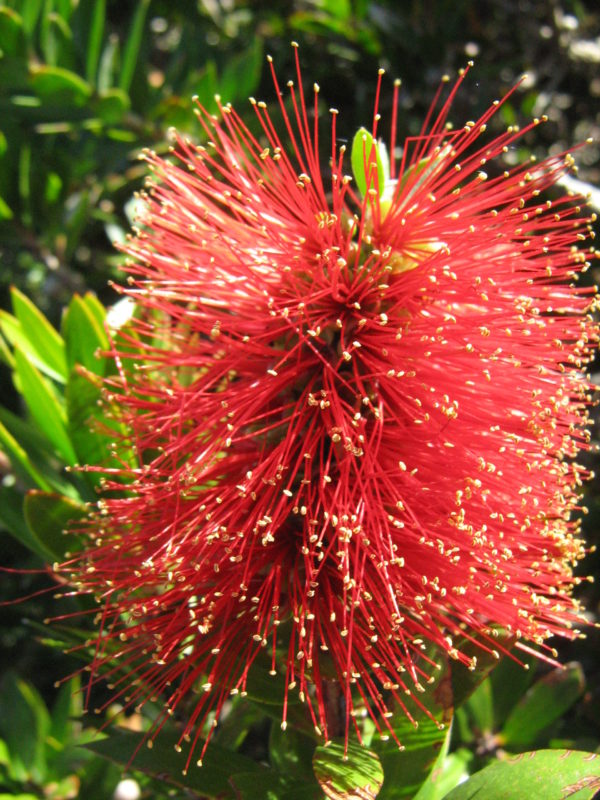 Callistemon sp Hinchinbrook in 68mm Super Tube – Trigg Plants