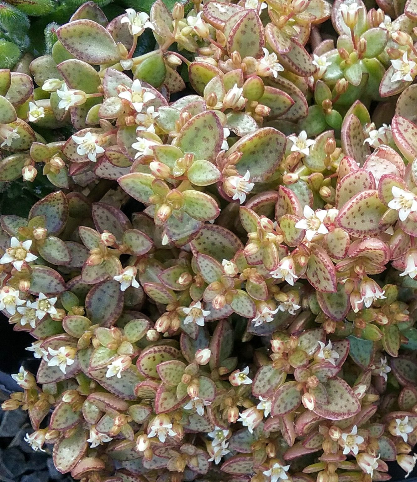 Crassula Volkensii In 65mm Square Pot Trigg Plants