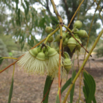 Eucalyptus beardiana - Australian Native Plant