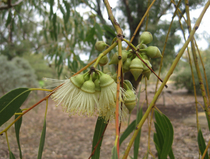 Eucalyptus beardiana in 50mm Forestry Tube