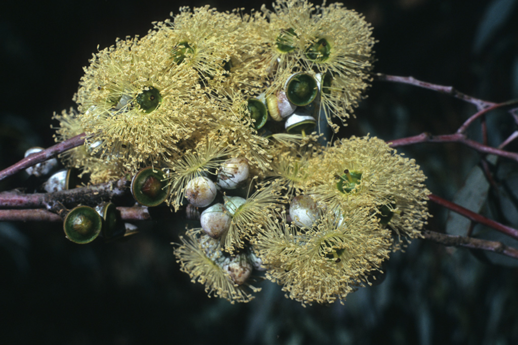 Eucalyptus campaspe - Australian Native Tree