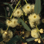 Eucalyptus cosmophylla - Australian Native Plant